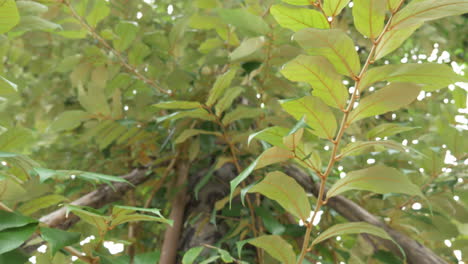 Zooming out and panning from top to bottom on a tall bushy plant located in a park in Bangkok, Thailand