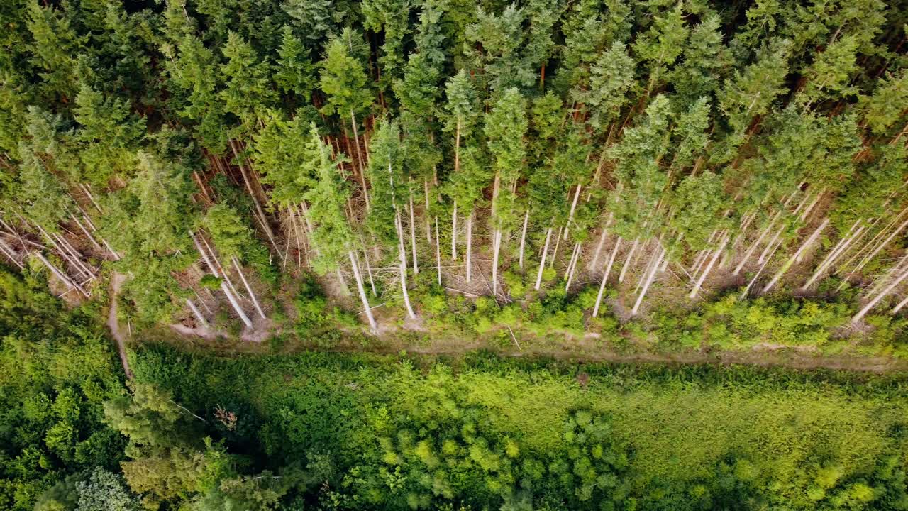 Et bredt, nedadrettet, panorering droneoptagelse fra højre mod venstre af en sitkagran- eller douglasgranskov og en sti, der krydser foran trærækken. Optaget i Wales, Storbritannien
