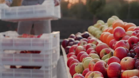 Farmer-puts-apples-from-drawers-on-the-counter-2