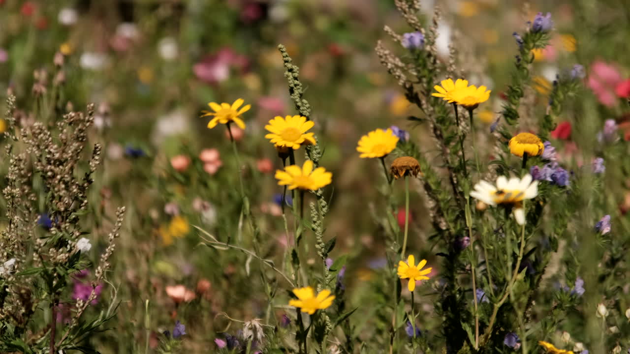 Closeup view beautiful fresh green grass and different colourful bright blooming wild flowers growing in summer countryside meadow