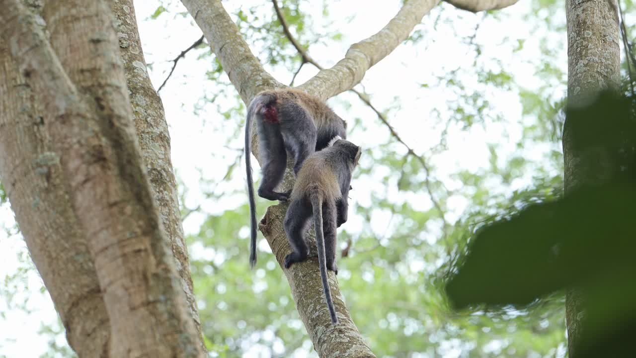 monos en los árboles en tanzania en el parque nacional kilimanjaro en áfrica en un safari de vida silvestre y animales africanos, mono azul trepando en una rama de árbol en un bosque en ramas