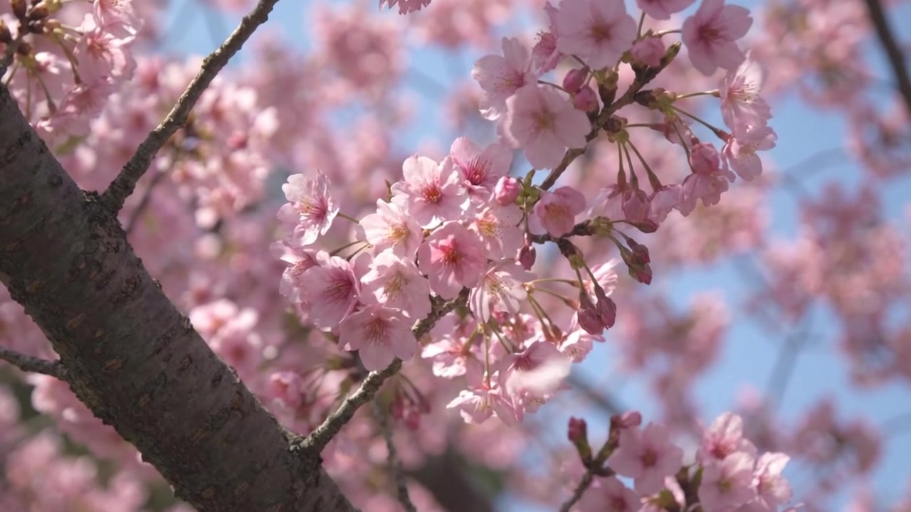 Fiori di ciliegio che sbocciano su un ramo d'albero in primavera