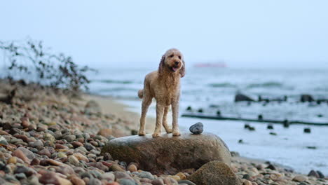 attentive goldendoodle dog standing on a big stone in pebble beach by the sea looking at camera