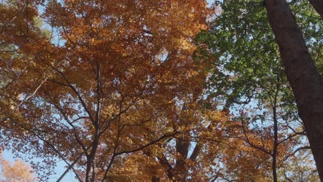 Bäume-Entlang-Des-Wissahickon-Creek-Im-Herbst