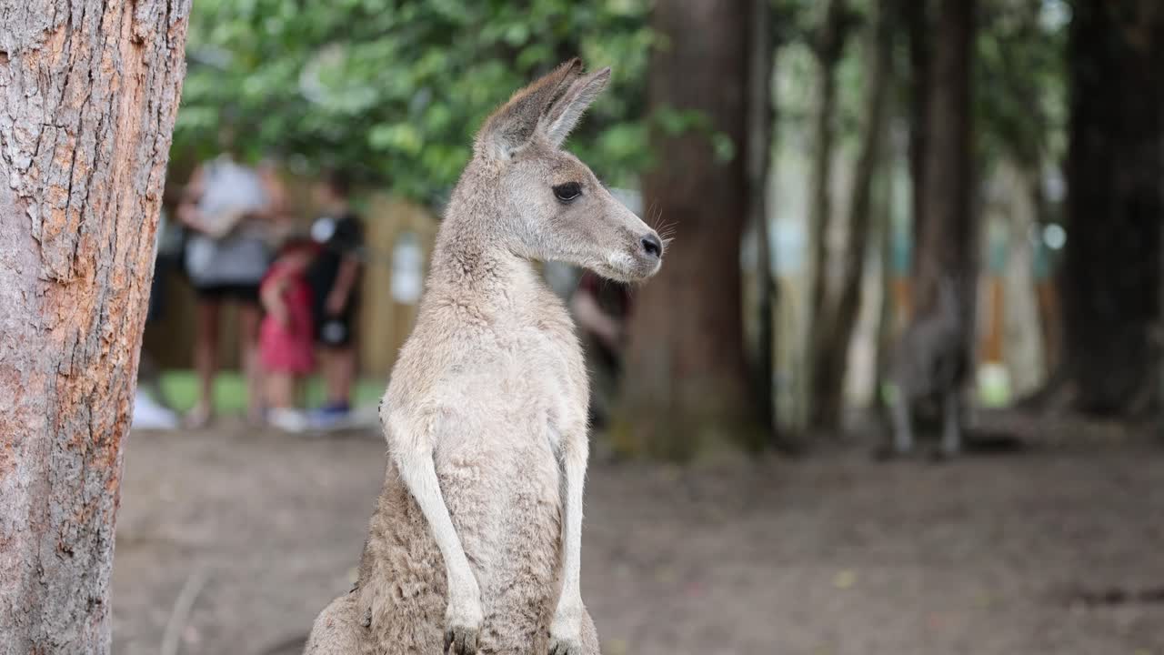 el canguro está alerta entre los árboles, observando a la gente