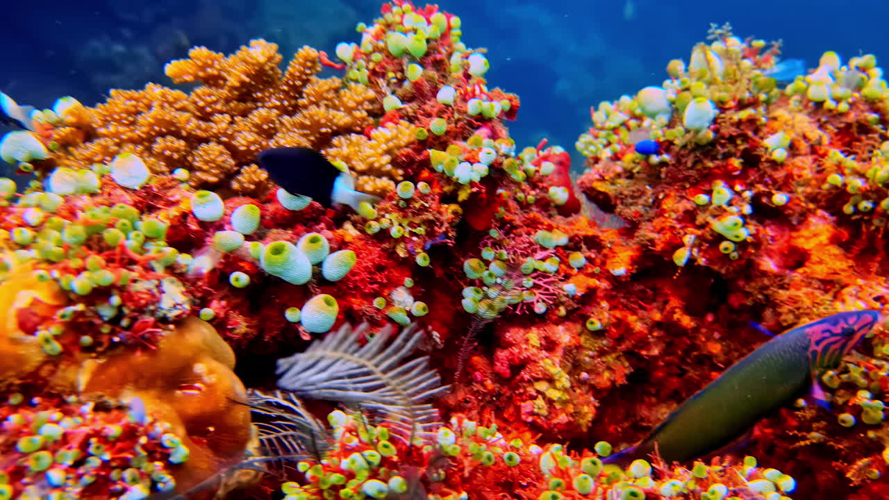 Immersioni subacquee a Bali sopra vivaci pesci tropicali di barriera, vita marina colorata che nuota in acque oceaniche limpide e blu, esperienza di immersione coinvolgente sull'isola e avventura subacquea esotica