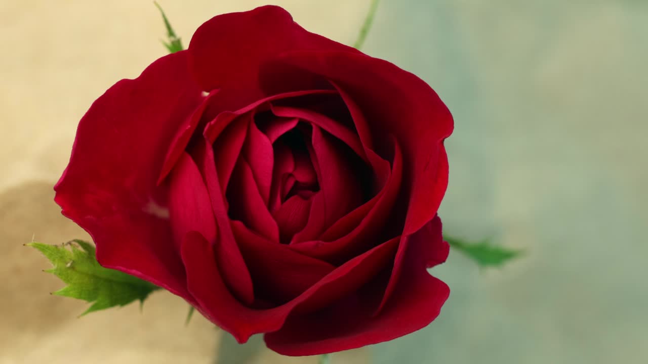 Top view of blooming red rose which is opening and closing its petals filmed in timelapse