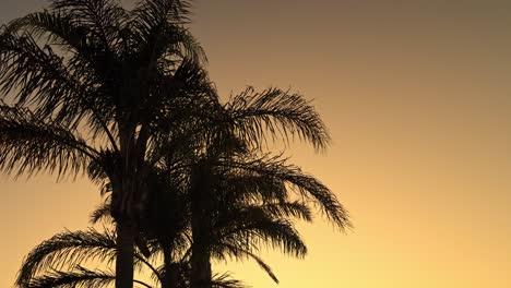 Silhouette-of-palm-trees-during-a-windy-sunset-in-Langebaan,-South-Africa