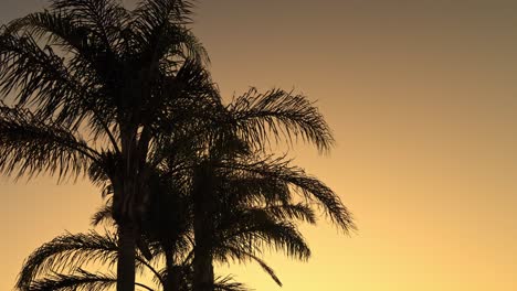 silhouette of palm trees during a windy sunset in langebaan, south africa