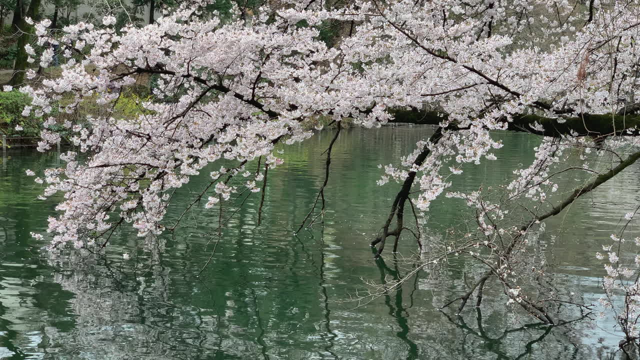 Momento di relax in riva al lago del Parco di Inokashira con un lungo ramo di ciliegio e il suo riflesso nell'acqua