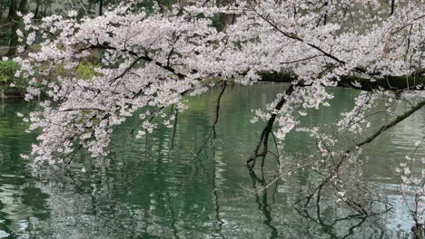 relaxing time by the lake of inokashira park with a long cherry tree branch and its reflection in the water