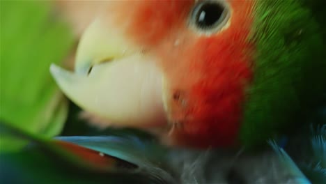 Tropical-Bird-Cleaning-Itself-4K