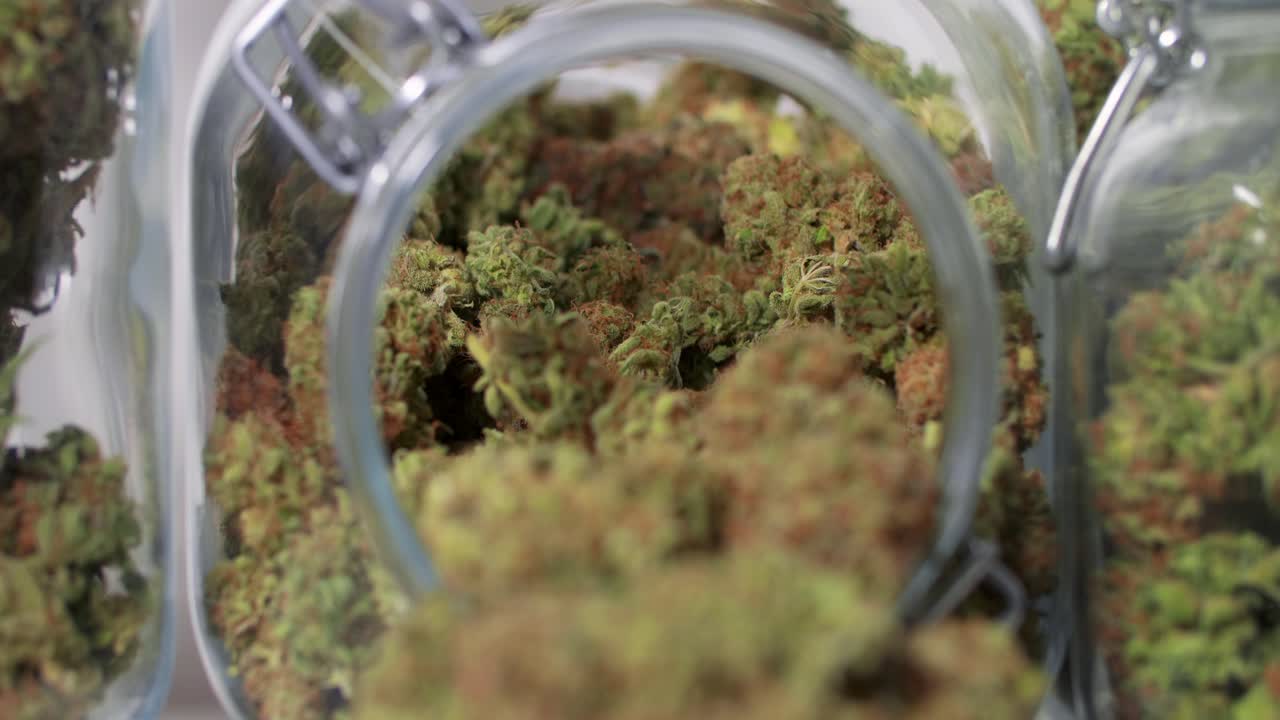 흰색 배경 앞에 있는 항아리에 수확된 대마초 꽃의 돌리 샷