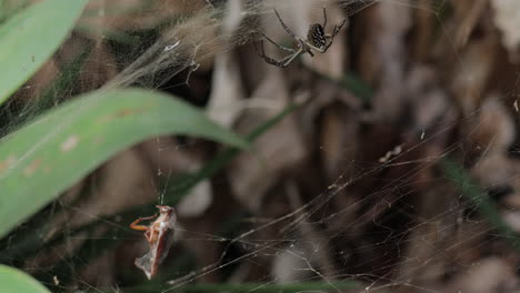 close up of the argiope aurantia spider in the wild while catching prey in its web for food