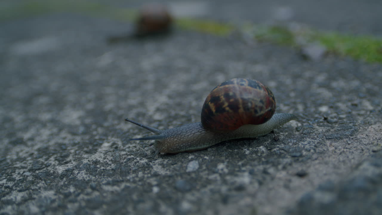 Two snails slowly crawling across gravel path in garden outside