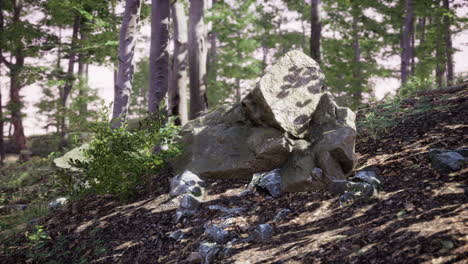 Forest-scene-with-mossy-ground-in-sunny-evening-in-summer