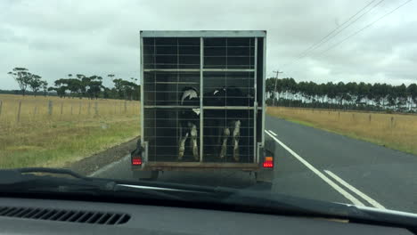 calfs being transported in a trailer along a country road