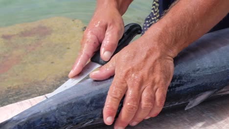 fisherman slicing open freshly caught tropical wahoo fish outside on jetty in caribbean, close up panning right