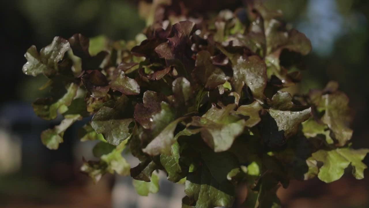 granjero muestra un manojo de lechuga roja recién recogida en un primerísimo plano