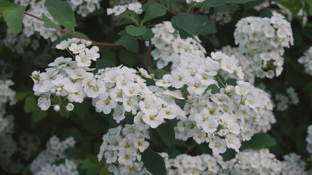 Close-up of delicate white flowers blooming densely on a green leafy branch in soft daylight, showcasing fine petal texture and natural detail.