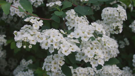 close-up of delicate white flowers blooming densely on a green leafy branch in soft daylight, showcasing fine petal texture and natural detail.