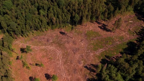 Eine-Waldlichtung-Mit-Trockenen-Bäumen