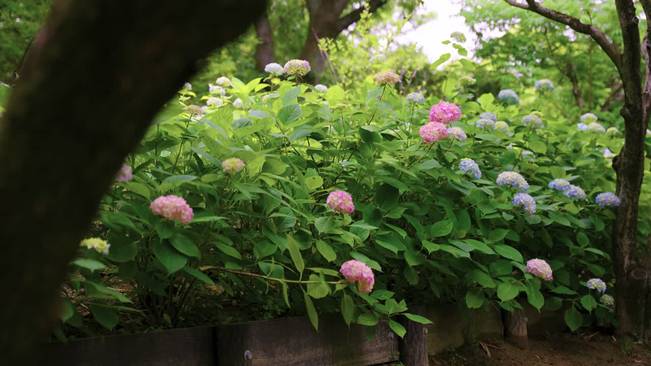 Rainy Day in Japan, Tsuyu Season with Japanese Hydrangea (Ajisai) in Bloom 4k