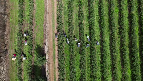 Berühmte-Konzeptarbeiter-Pflücken-Blaubeeren-Auf-Einer-Blaubeerfarm-4k