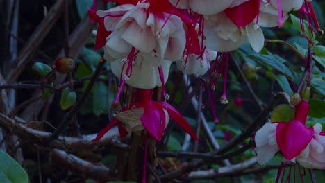 medium dolly shot of quivering oak moth clinging to the stigma of a fuschia plant