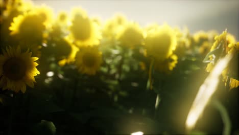 campo de girasol en una cálida noche de verano