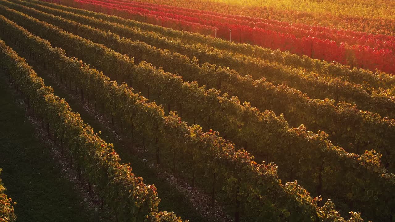 vista aérea de un colorido viñedo de otoño con hojas rojas y naranjas, en el campo italiano, al atardecer