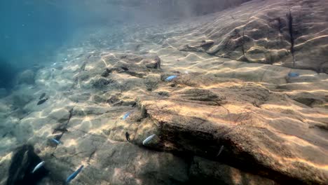 imágenes submarinas del lago malawi en la isla de nakatenga, malawi.
