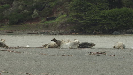 Breite-Aufnahme-Eines-Pazifischen-Seehunds,-Der-Sich-In-Zeitlupe-An-Einem-Strand-In-Nordkalifornien-Ausdehnt