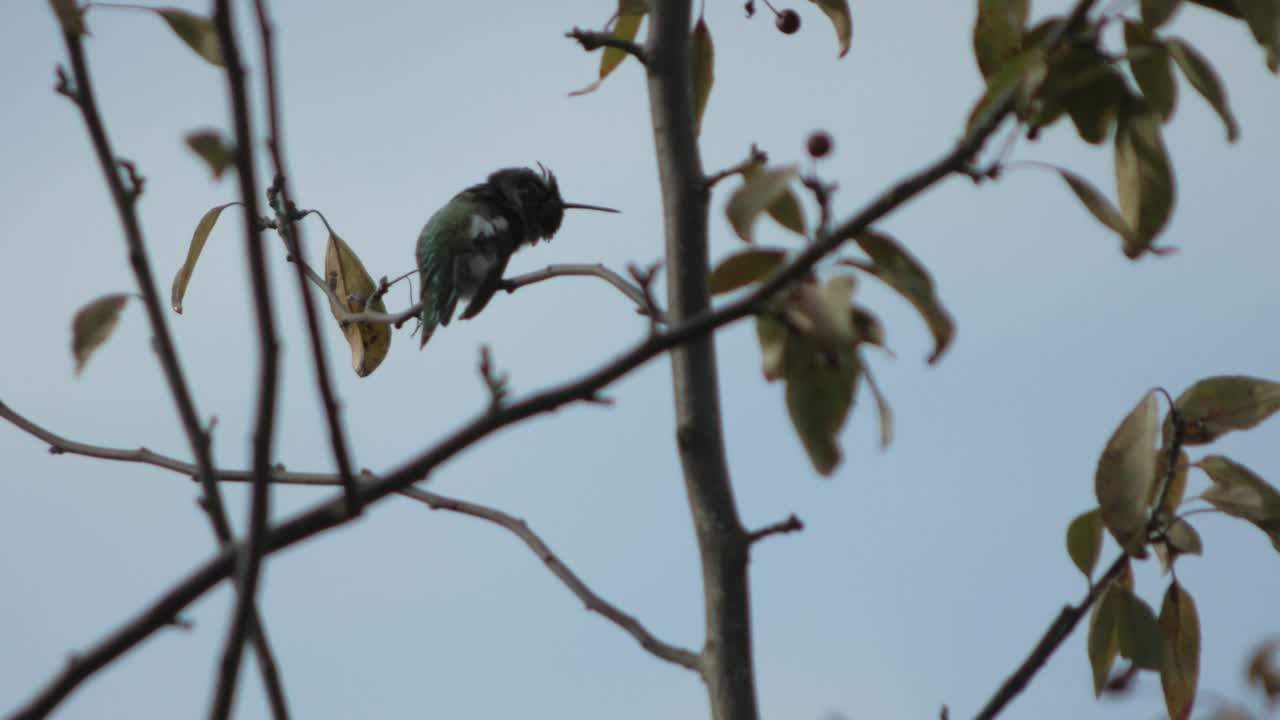 zoom in on a Humming bird perched on a branch in a tree