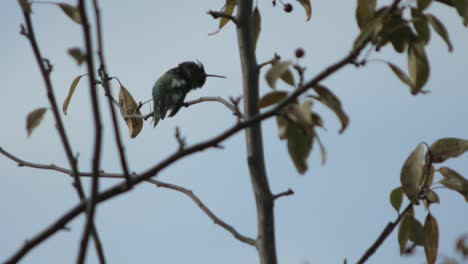 zoom in on a humming bird perched on a branch in a tree