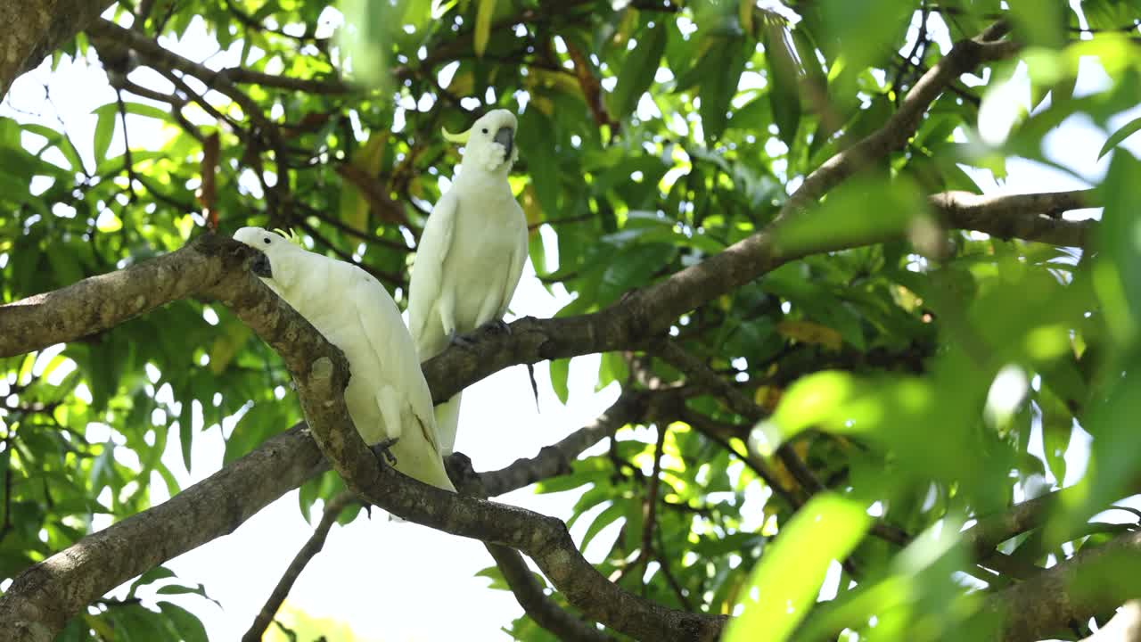 dos cacatúas se comunican y se mueven en las ramas de los árboles