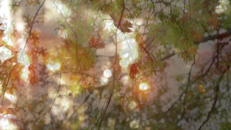sunlight filtering through autumn leaves, creating warm, serene atmosphere in forest