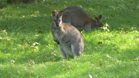 close up of wild grazing kangaroo posing into camera during sunny day in nature - prores 4k high resolution