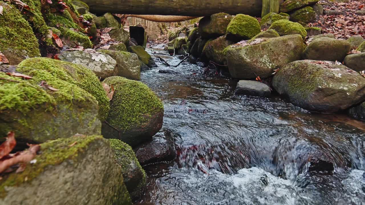 river in the forest. 4k.60fps