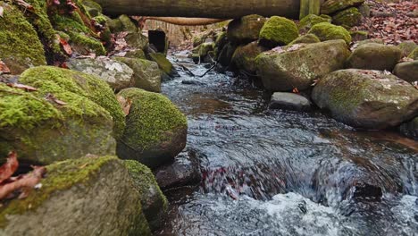 river in the forest. 4k.60fps