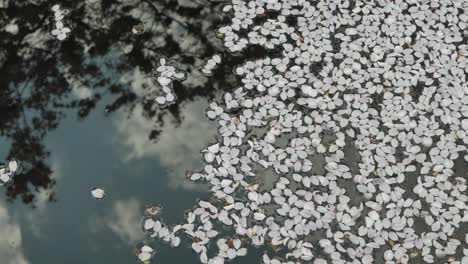 Weiße-Blütenblätter-Von-Kirschblüten-Auf-Der-Wasseroberfläche