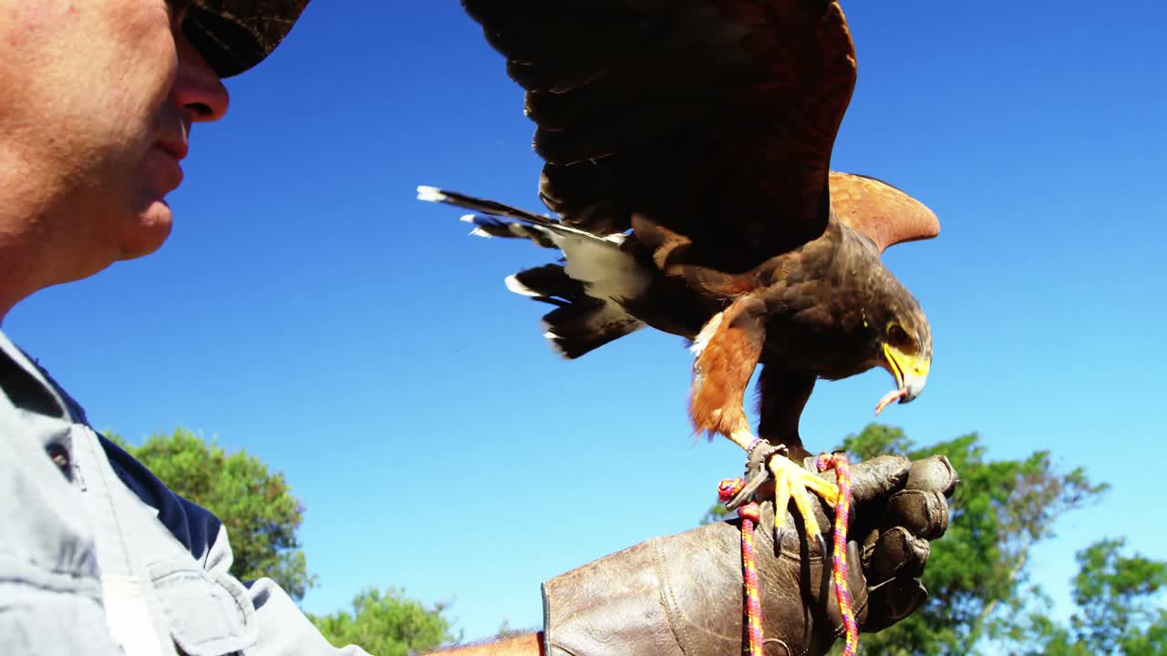 hombre alimentando águila halcón en su mano