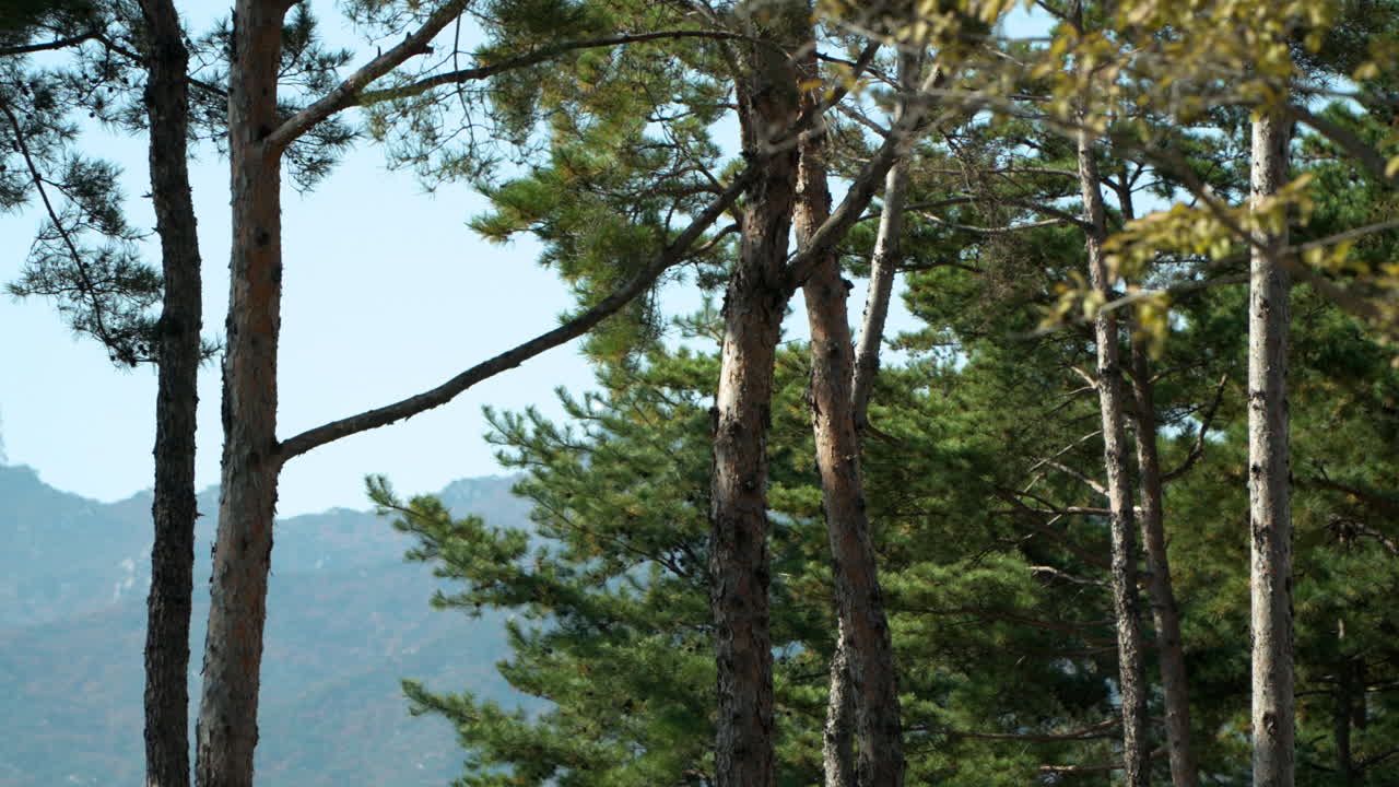 Panorama di alberi con fogliame d'inizio autunno e paesaggio montuoso rivelato in Corea del Sud