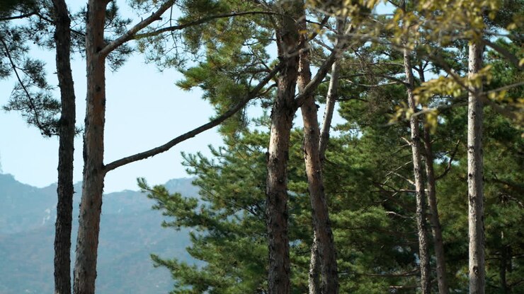 Panorama di alberi con fogliame d'inizio autunno e paesaggio montuoso rivelato in Corea del Sud