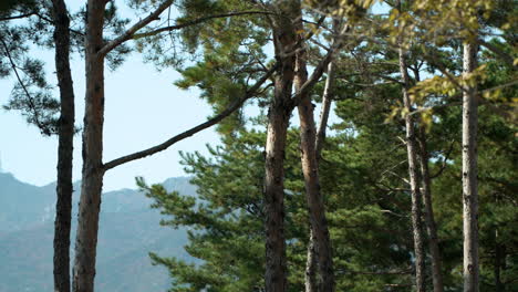 南韓初秋樹葉和山地風景的全景