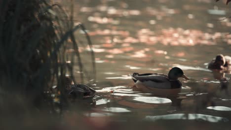 a flock of mallard ducks is swimming in the pond