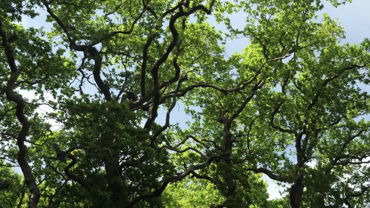 Branches of oak tree crown