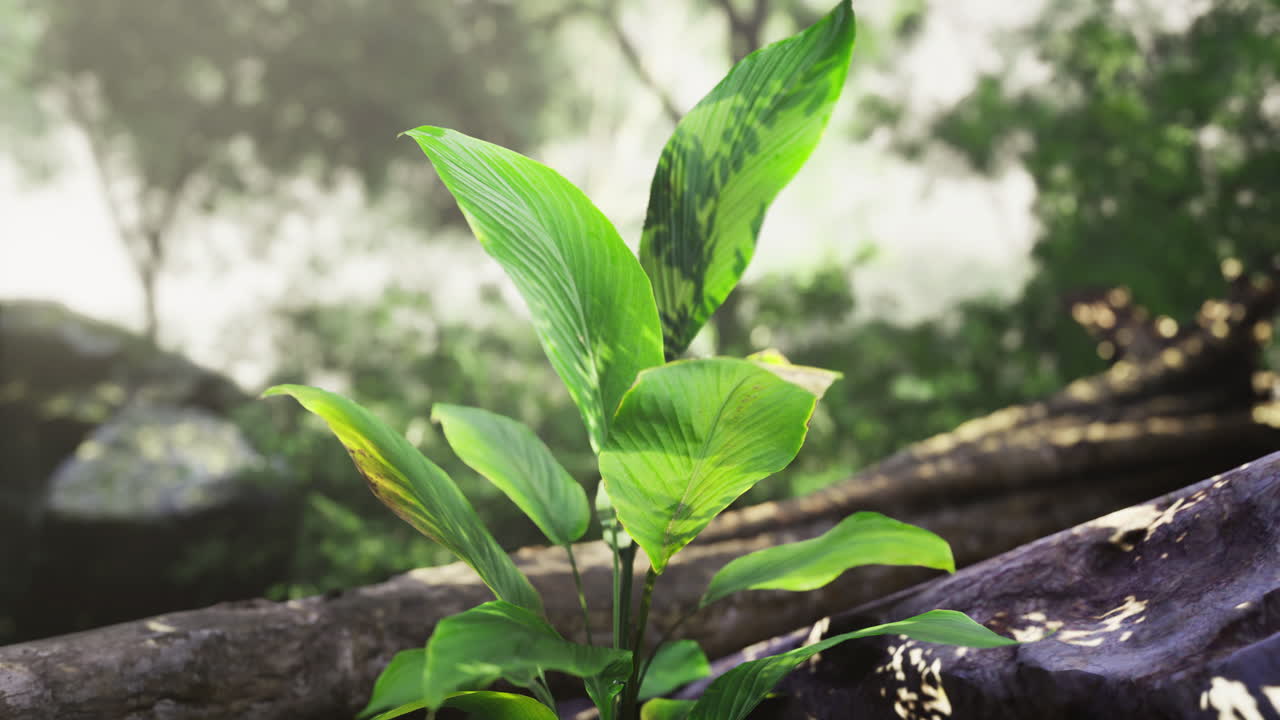Lush green plant growing near a tranquil stream in a forest