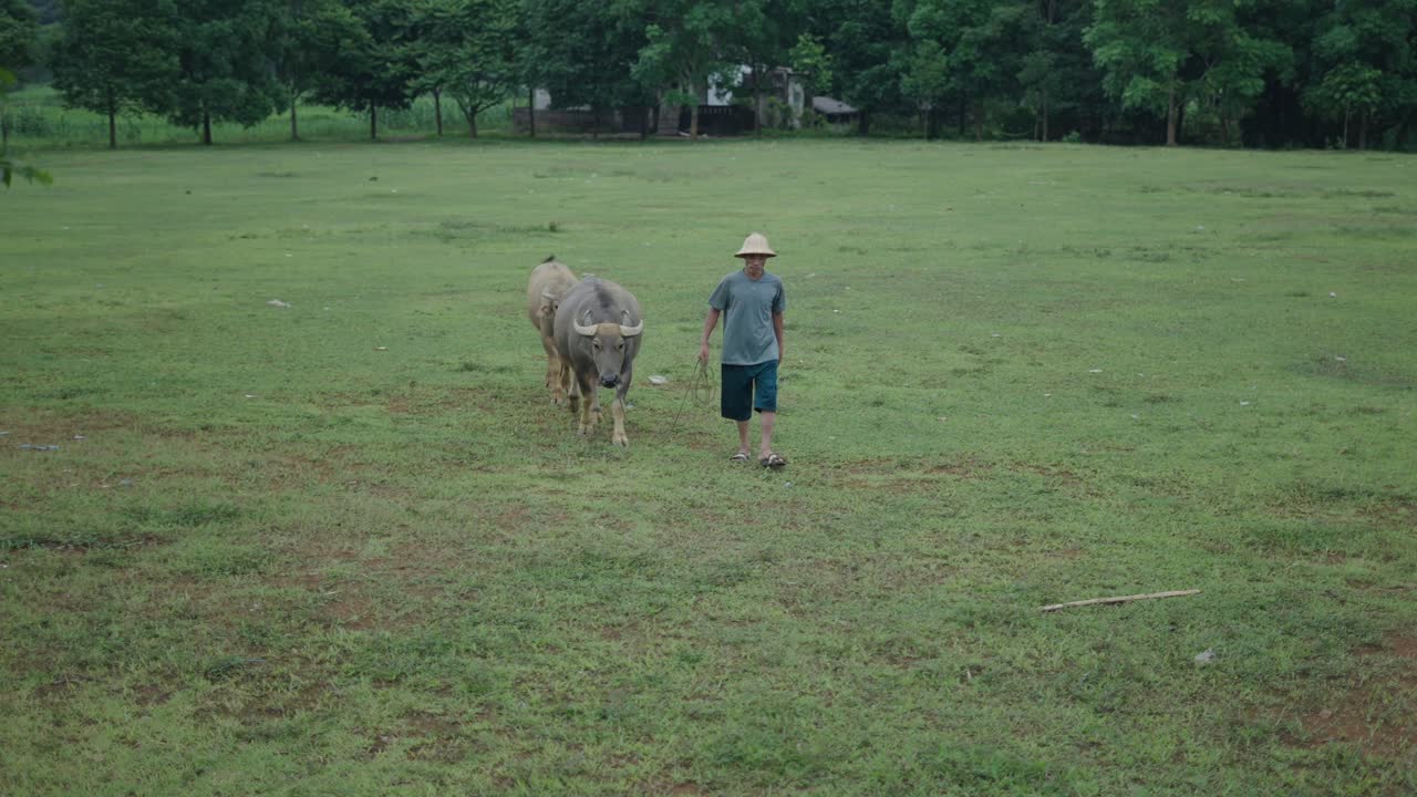 Farmer Leading Water Buffaloes in a Field