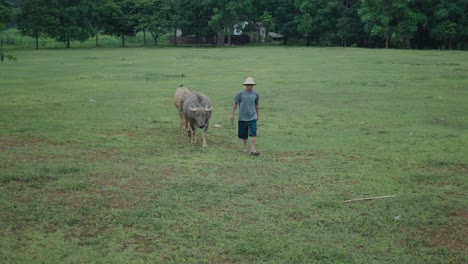 Farmer Leading Water Buffaloes in a Field